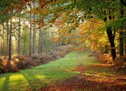 Las, Drzewa, Paprocie, Jesień, Liście, Roślinność